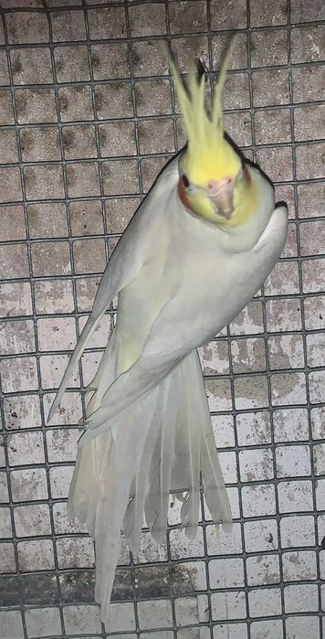 Caturras reprodutores