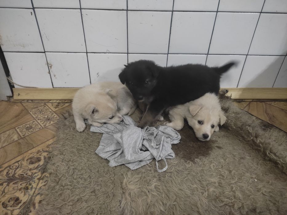 Отдам в добрые руки щенков