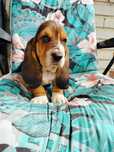 Basset Hound piesek tricolor