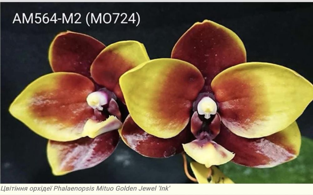 Фаленопсис митуо mituo golden jewel ink