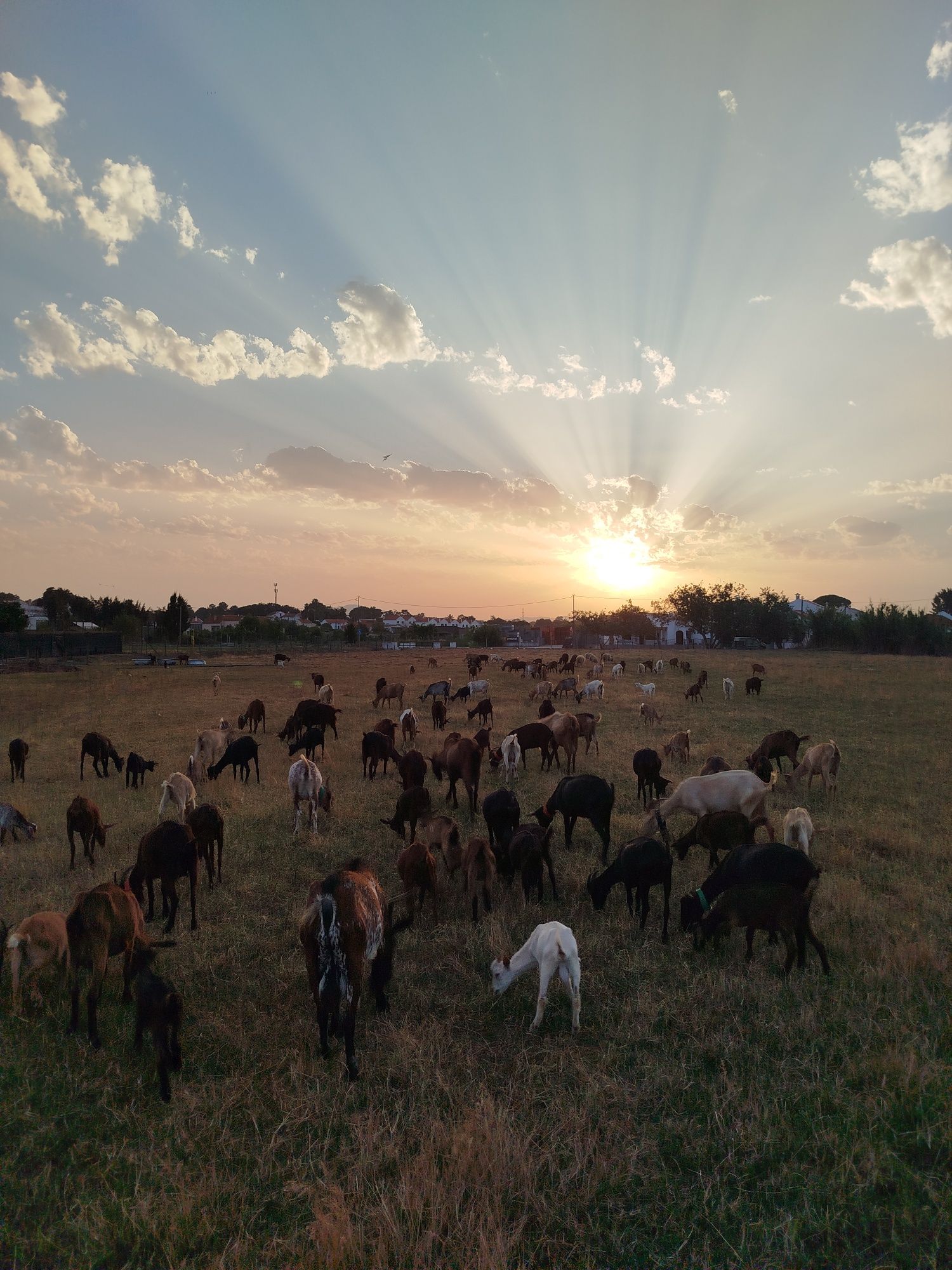 Vendo 50 cabras zona de Setúbal