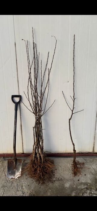 Drzewka owocowe papierówka m9