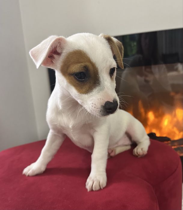 Suczka Jack Russell z Rodowodem trzymiesieczna
