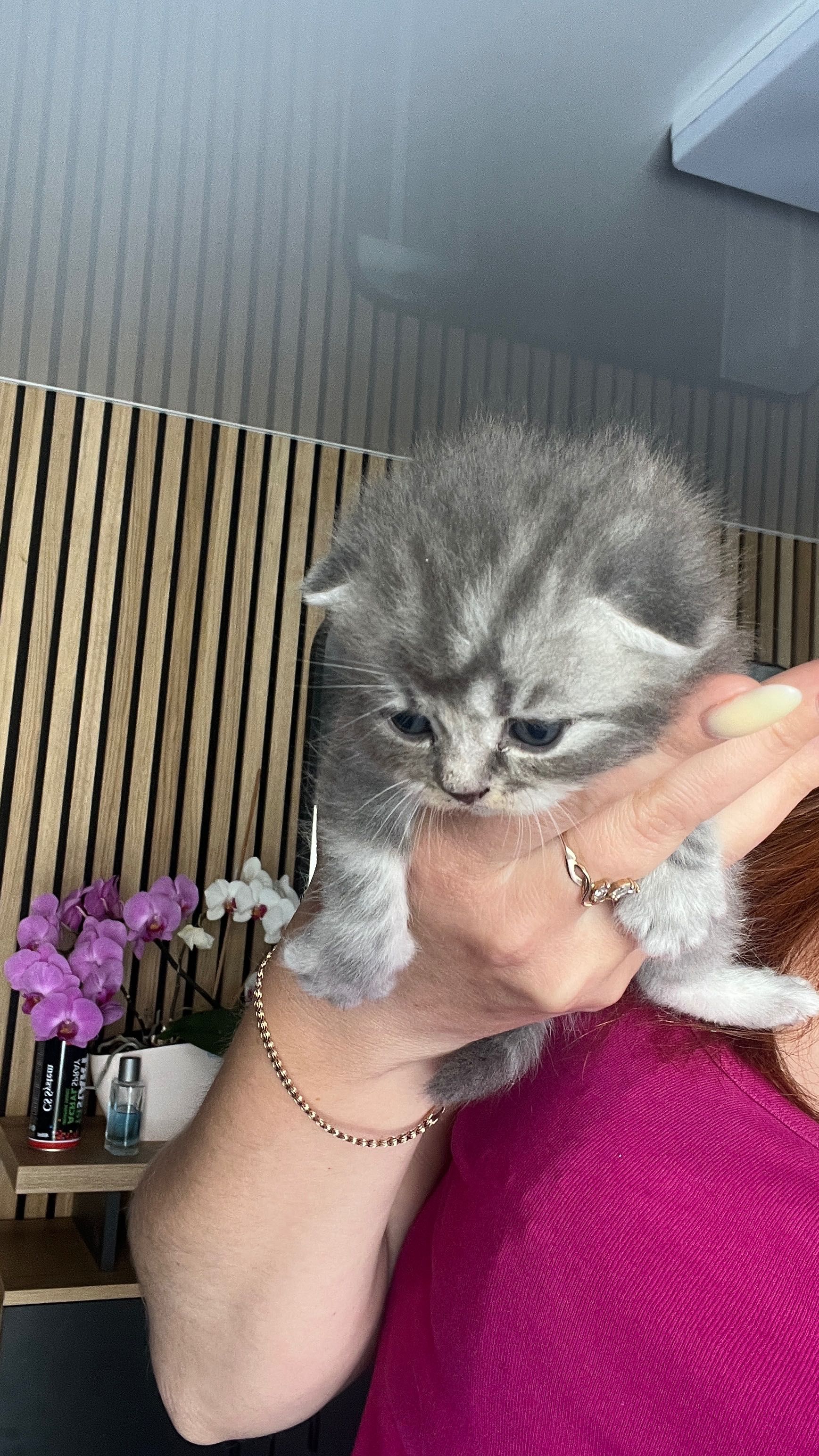 Шотландські мармурові кошенята
