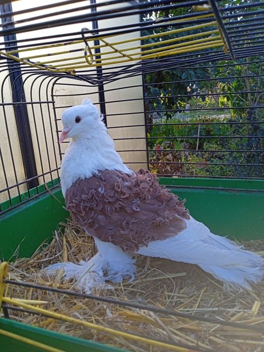 Loczek dorosły samiec