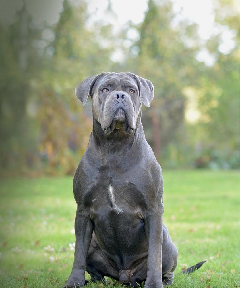 Szczeniaki Cane Corso italiano FCI