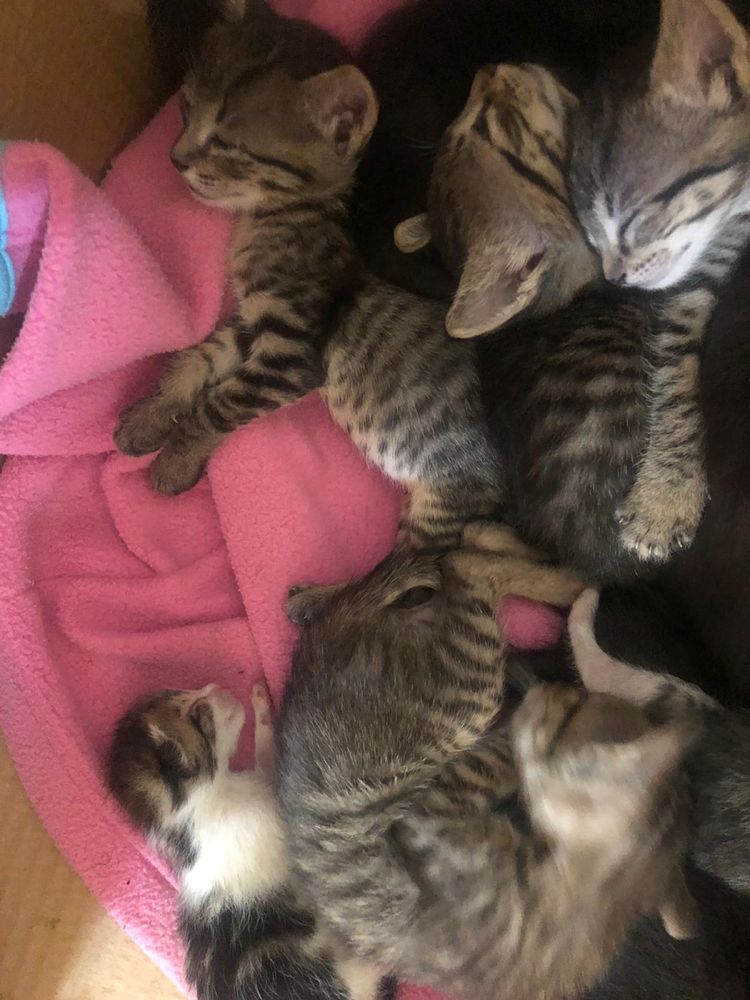 Gatinhos bebes para adoçao