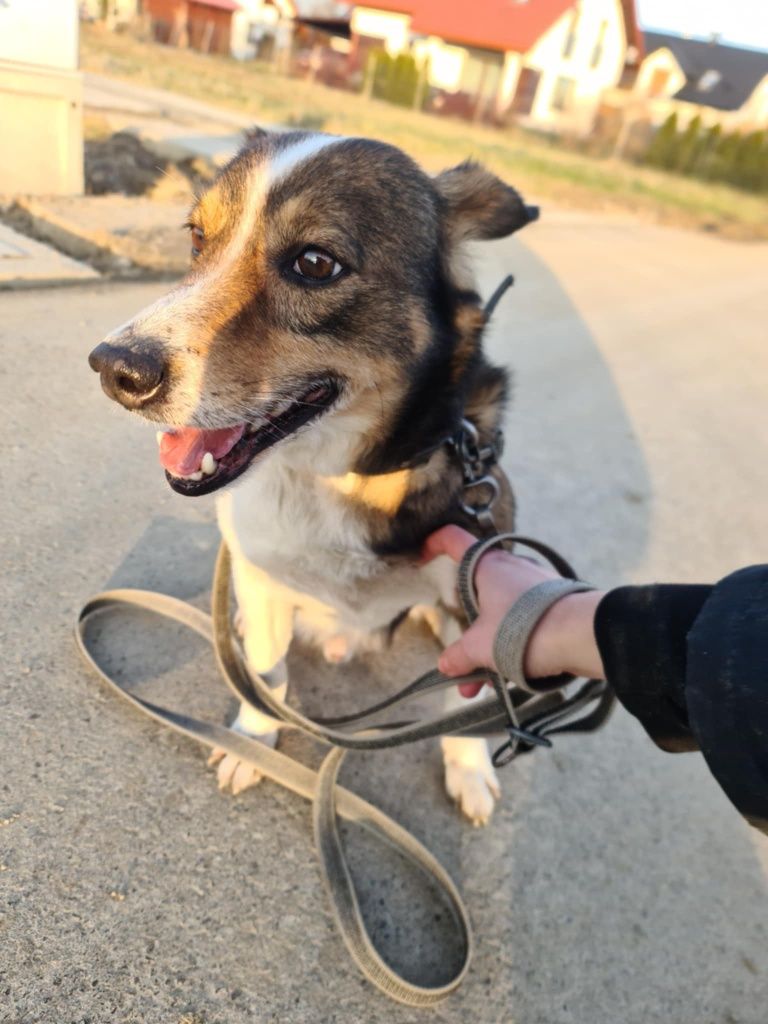 Maksio - Piesek do adopcji