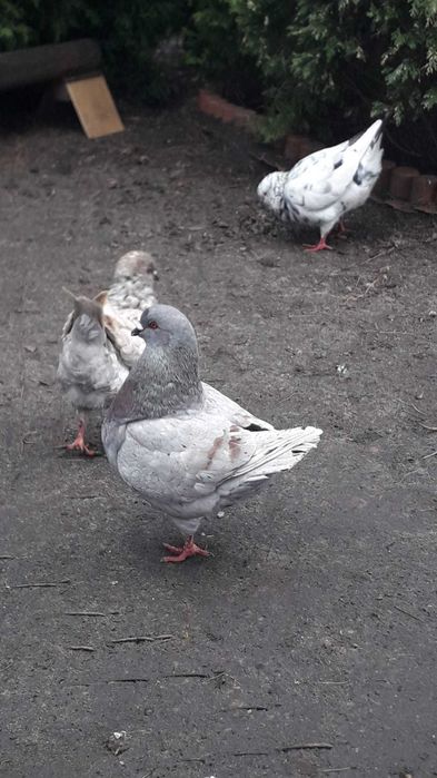 kingi ptaki gołębie ozdobne