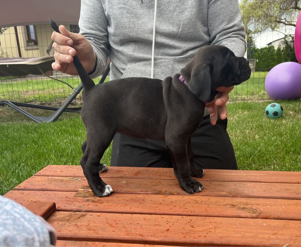 Cane Corso suczka