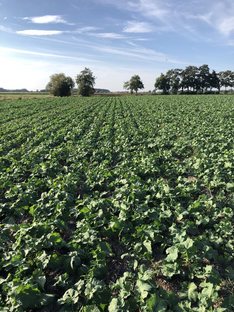 Usługa uprawy i siewu pasowego, strip till, Czajkowski STK 300 plus