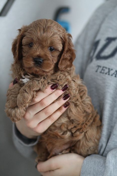 ***Śliczny Cavapoo**