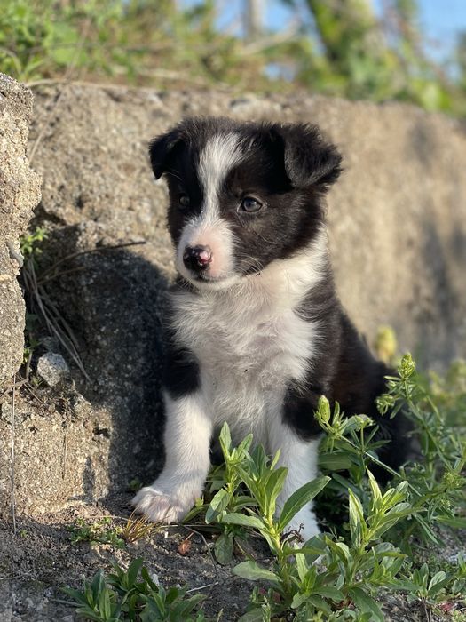 Border Collie TOP