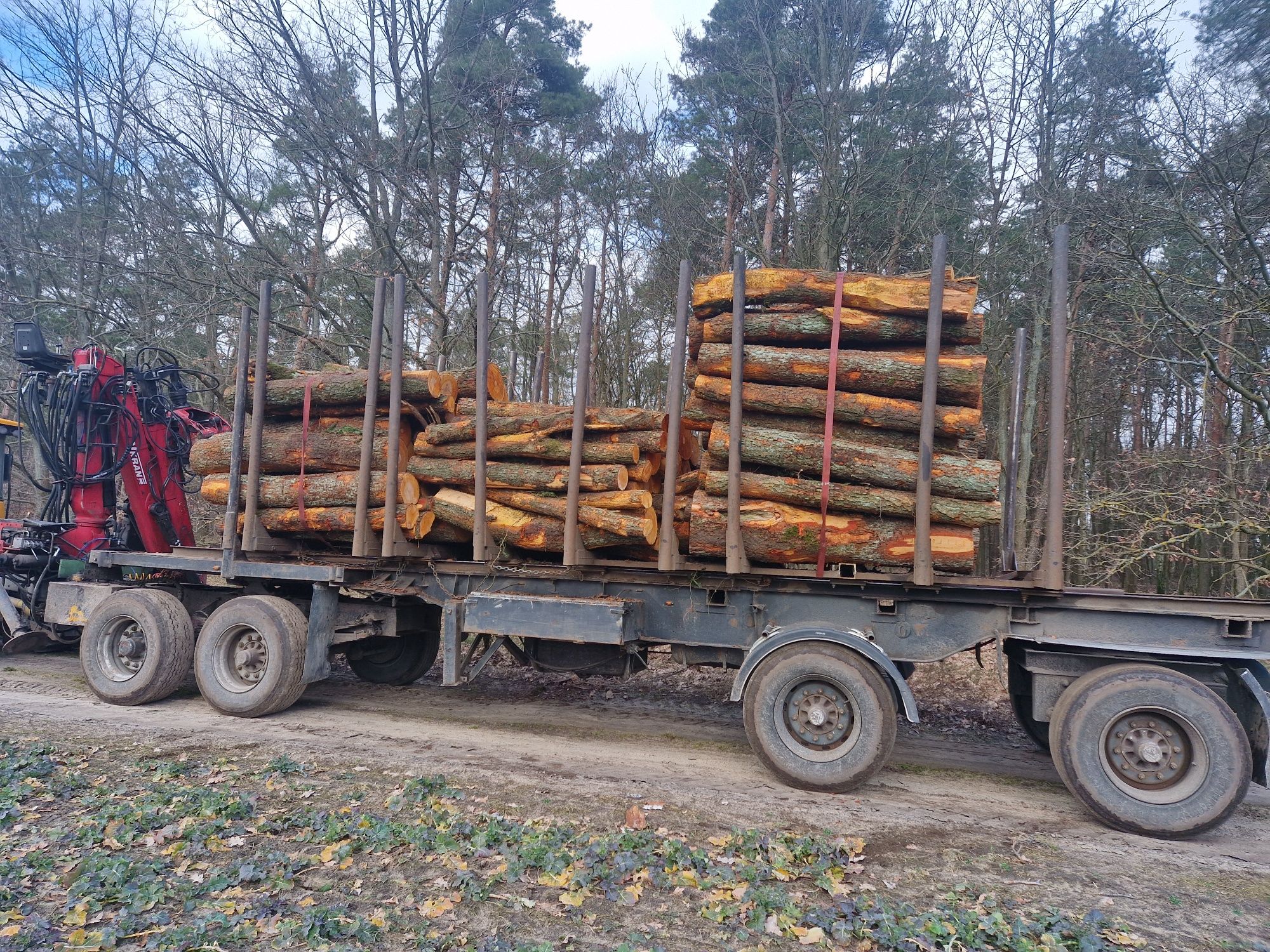 Transport Drewna z Lasu