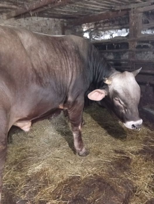 Продам бичка швідськогої породи