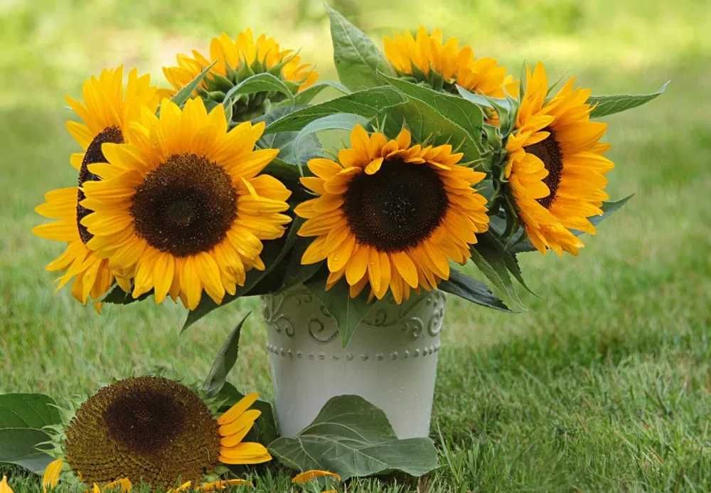 Nasiona słonecznik ozdobny TAIYO 1000gram