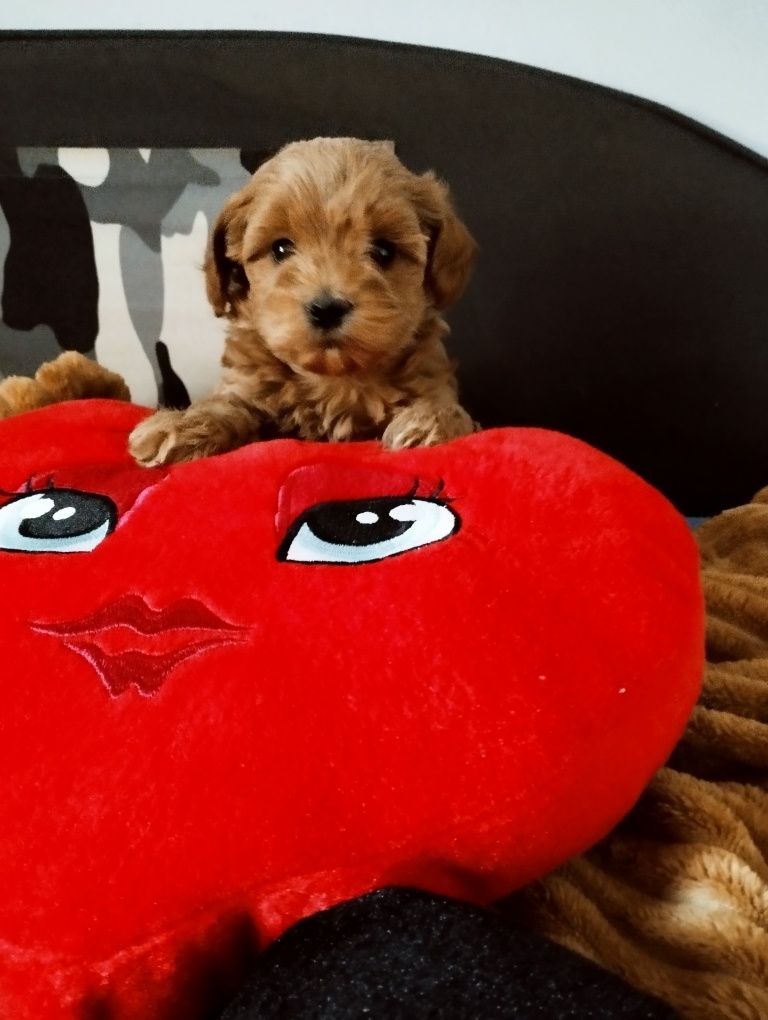 Piękny piesek Maltipoo