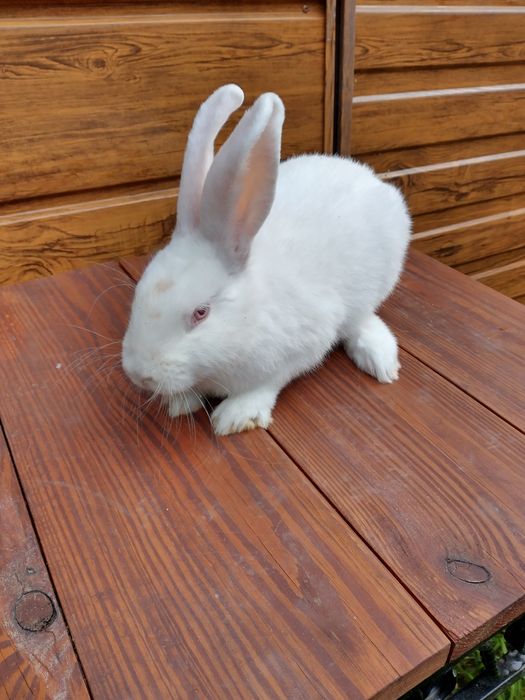 Termondzkie króliki samiec samica