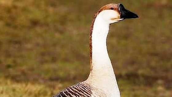 GĘSI na wagę białe, kolorowe