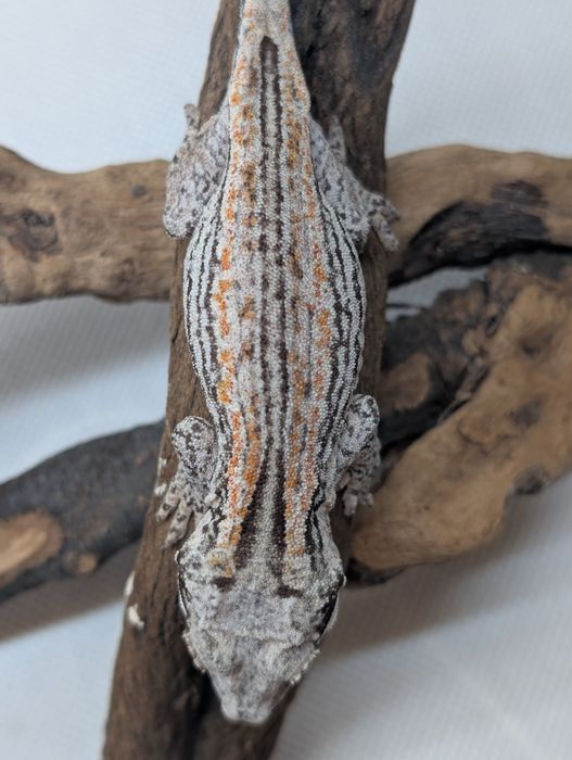 Gekon z Nowej Kaledonii samica