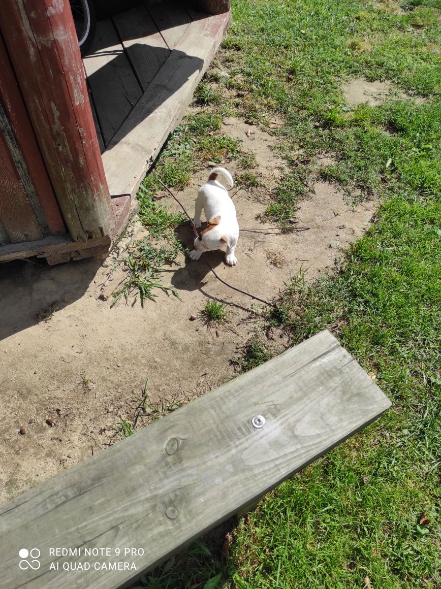 Jack Russell terrier