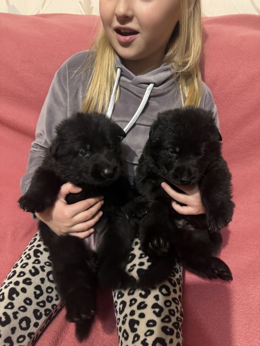 Цуценята німецької вівчарки