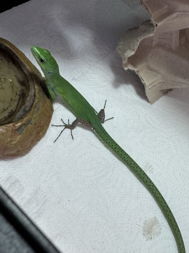 Gastropholis prasina mint jaszczurka szmaragdowa półroczna samiczka