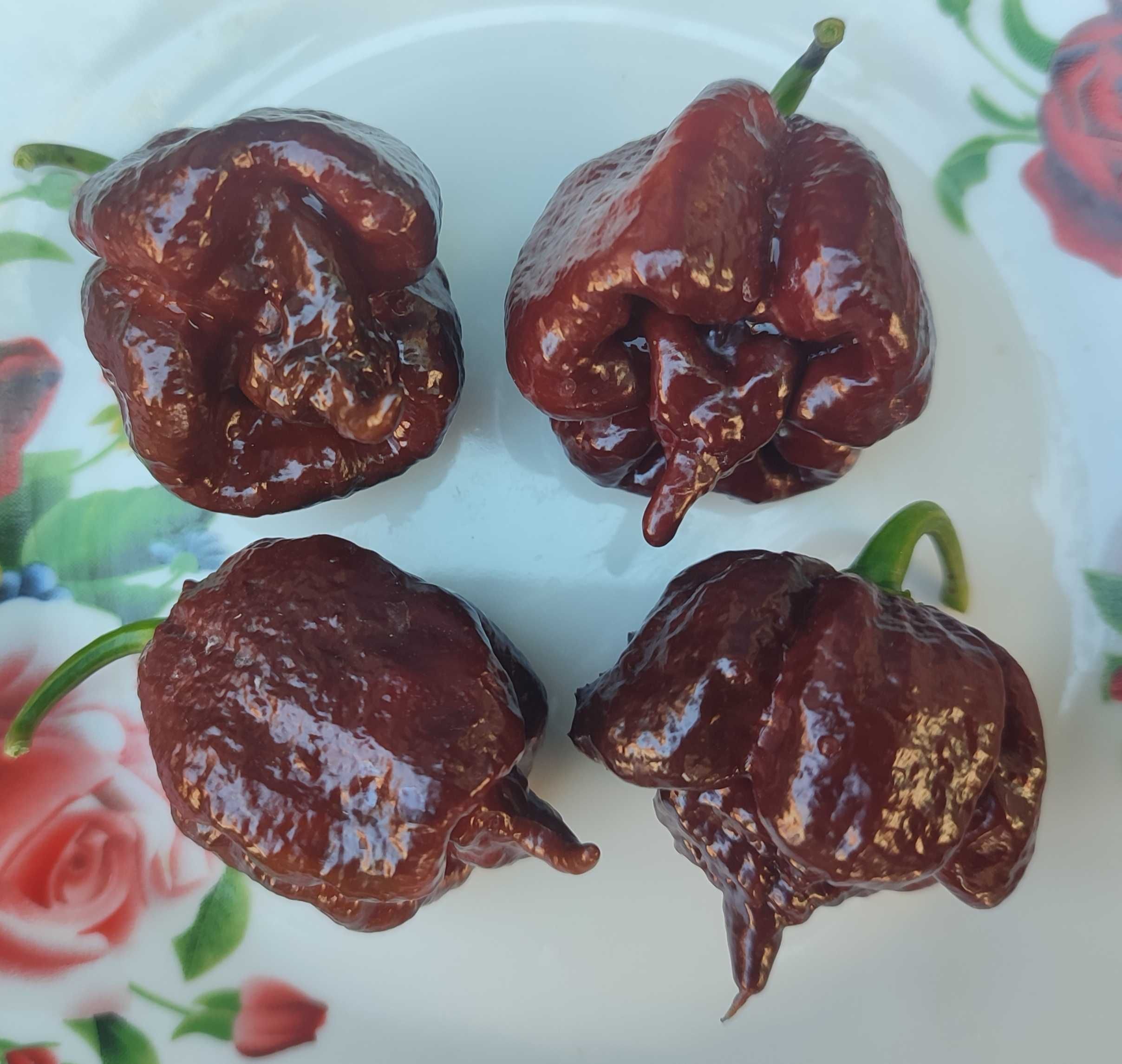 Семена острый сверхострый жгучий перец Сapsicum chinense Hot Chilli