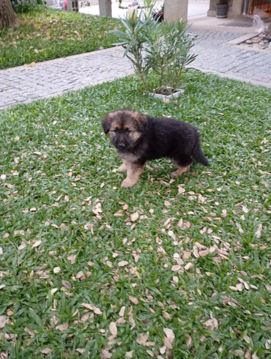 Pastor Alemão Fêmea