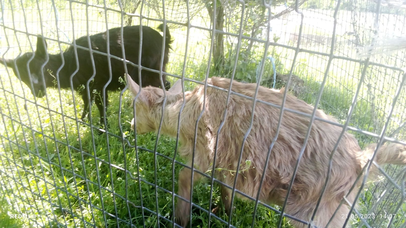 Продам козенят 3 місячних