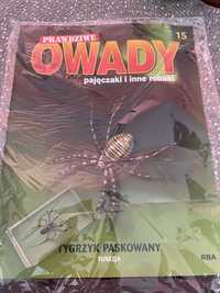 Prawdziwe owady Tygrzyk paskowany