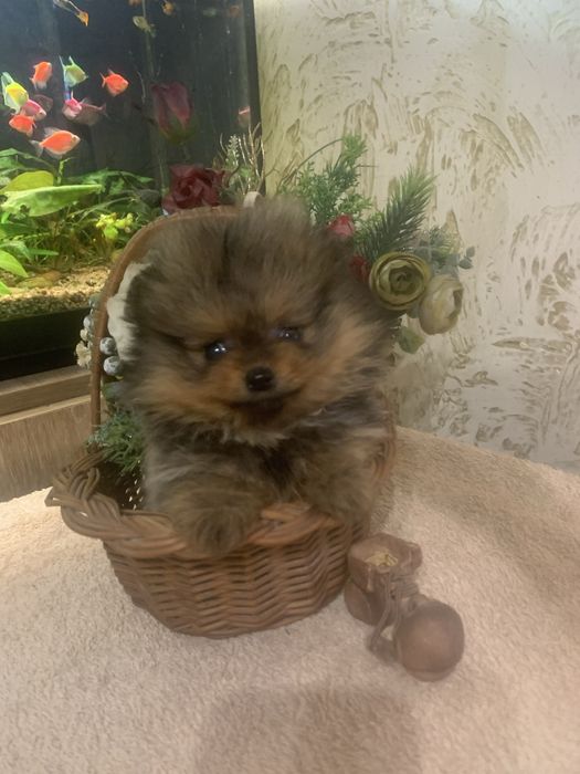 Померанський шпіц