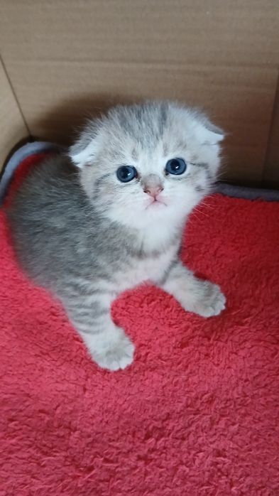 Fêmea Scottish Fold. Asul acinzentado