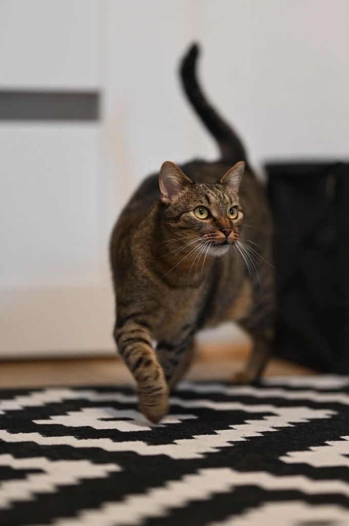Piękna Zuzia czeka na adopcje