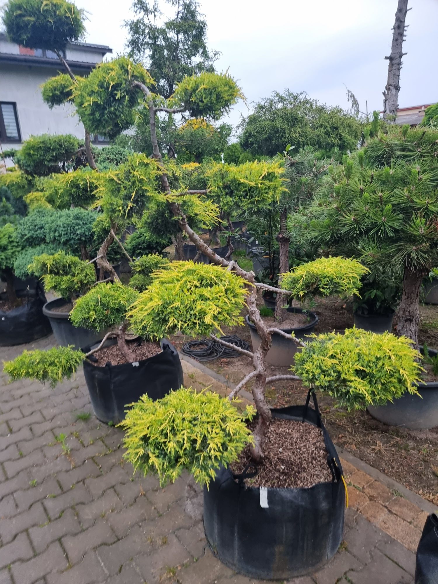 Krzewy ozdobne formowane Niwaki BONSAI Drzewa Sosny