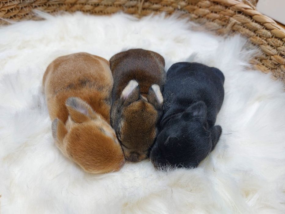 Pluszowy mini rex gepard, trójbarwny, japoński, karzełek, miniaturka