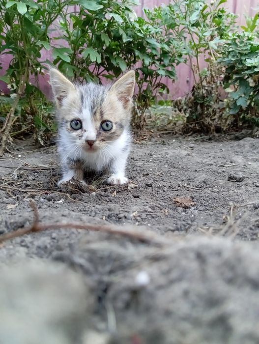Кошеня шотландської кішки