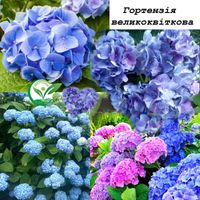 Гортензія великоквіткова широколиста морозостійка Hydrangea macrop