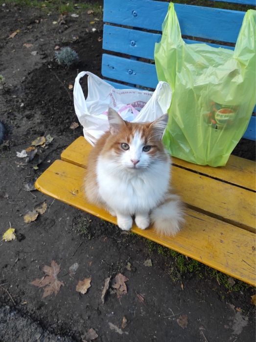 Котик,бесплатно,в добрые руки