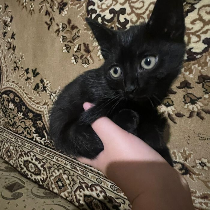 Красиві котенята