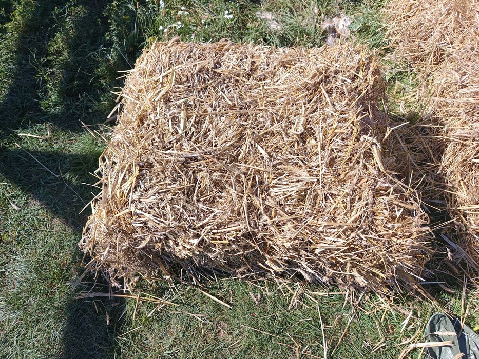 Snopki tegorocznej żytniej słomy