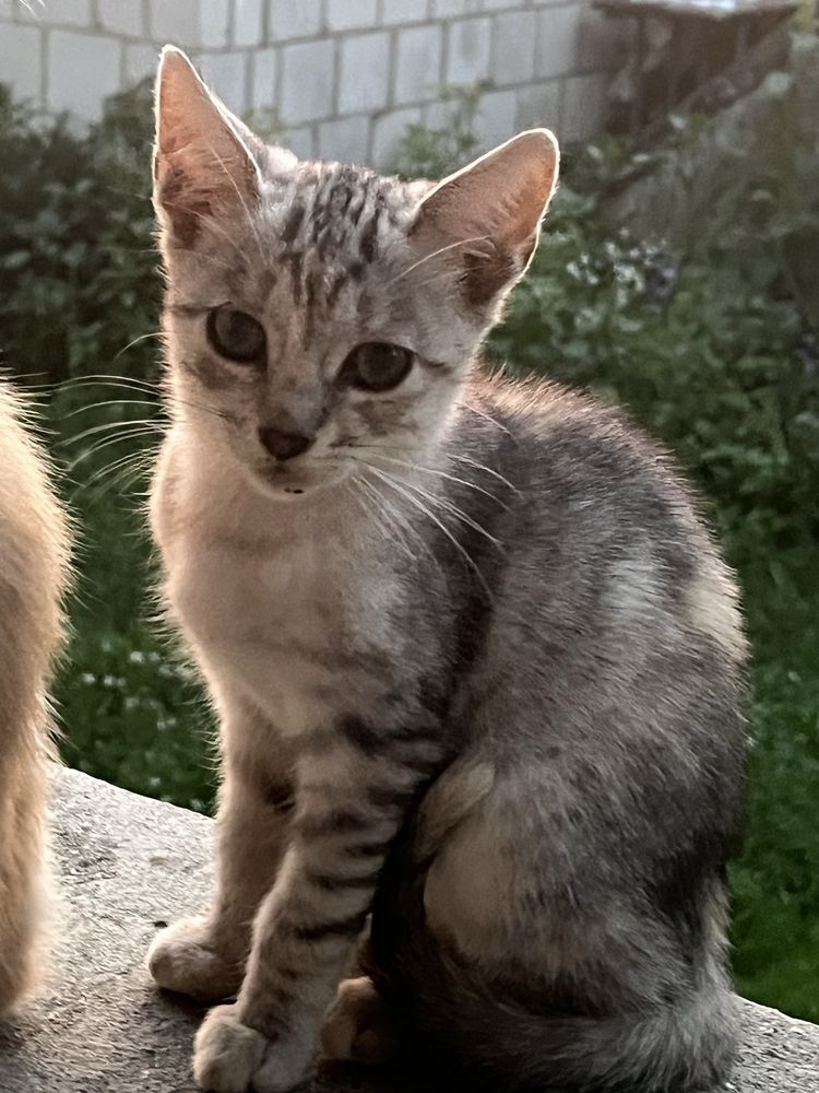 Oddam za darmo w dobre ręce
