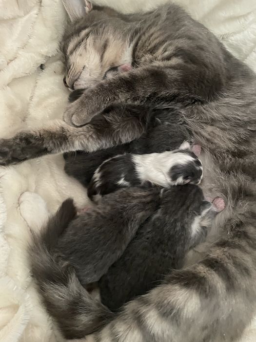 Отдам котят в хорошие руки в ноябре