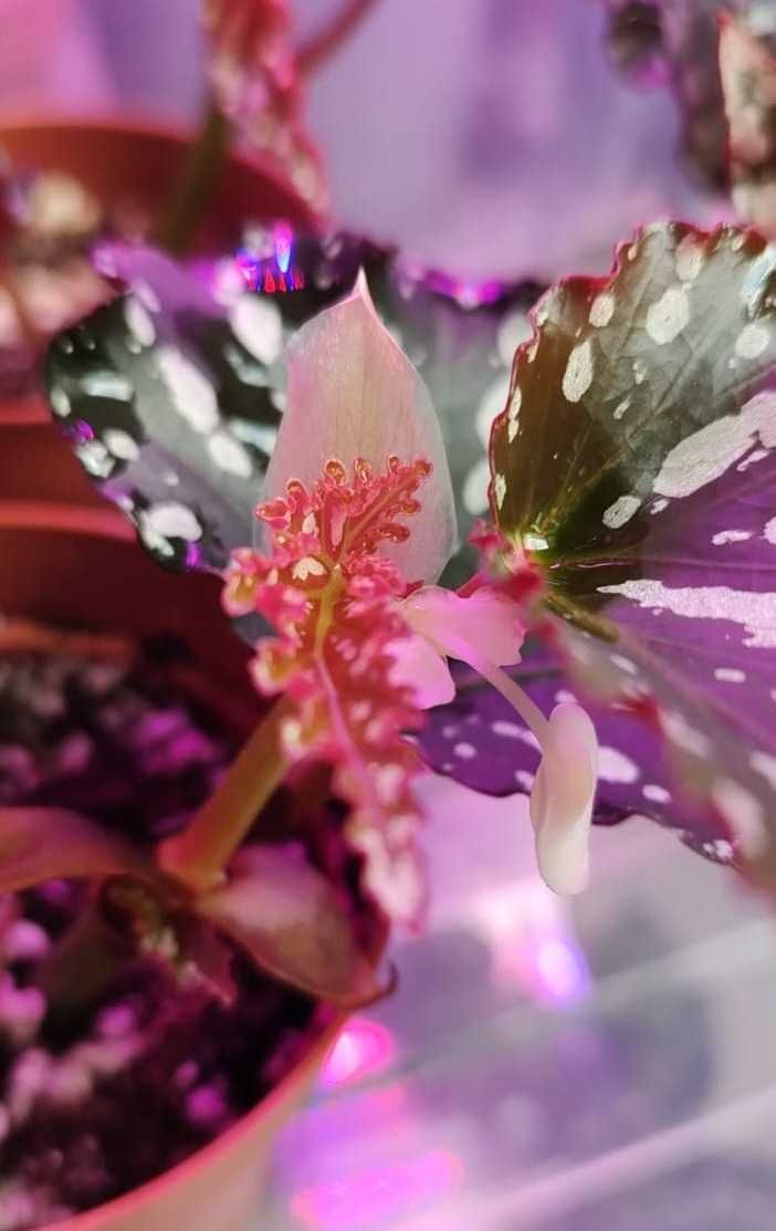 Begonia maculata czarna i Begonia królewska lub Begonia Shepherdii