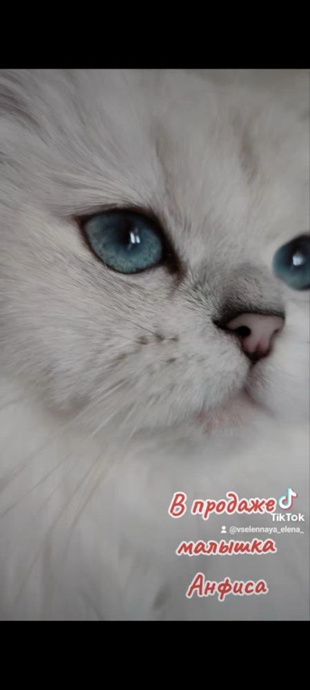 Котенок девочка. Серебристая шиншилла. Котята британцы.