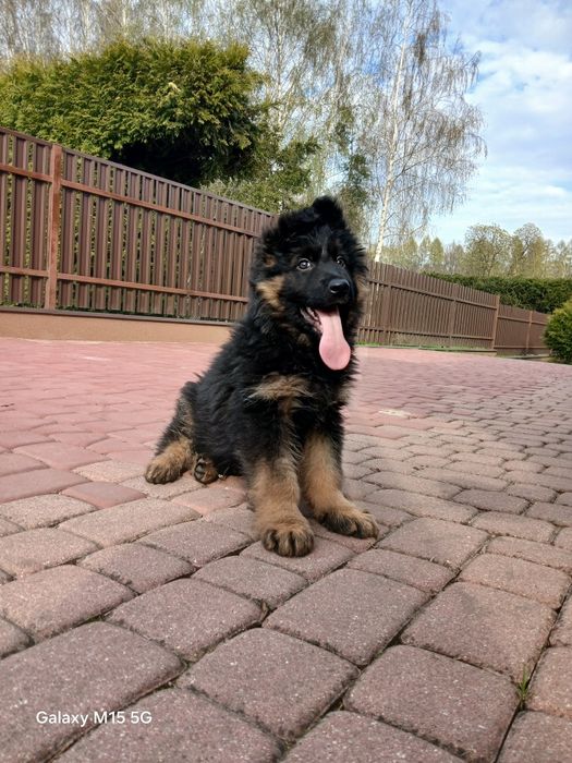 Owczarek niemiecki długowłosy