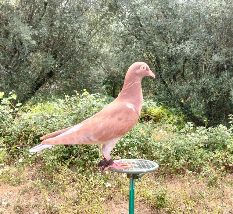 Pombos Negaça 

Italianos Lisos e Asa Branca, Gascognes, Nacionais de