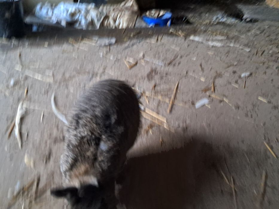 Karzełek  szary  samica