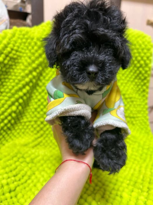 Очаровательные щенки Мальтипу