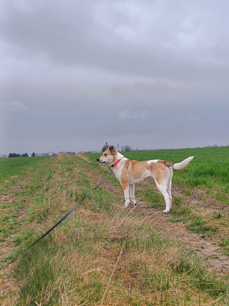 Lusia do adopcji , szuka nowego domu. Bardzo skrzywdzona w przeszlosci